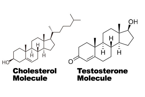 How are Testosterone and Cholesterol Linked